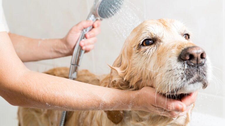 Featured: Relaxing bath foam to a Golden Retriever dog