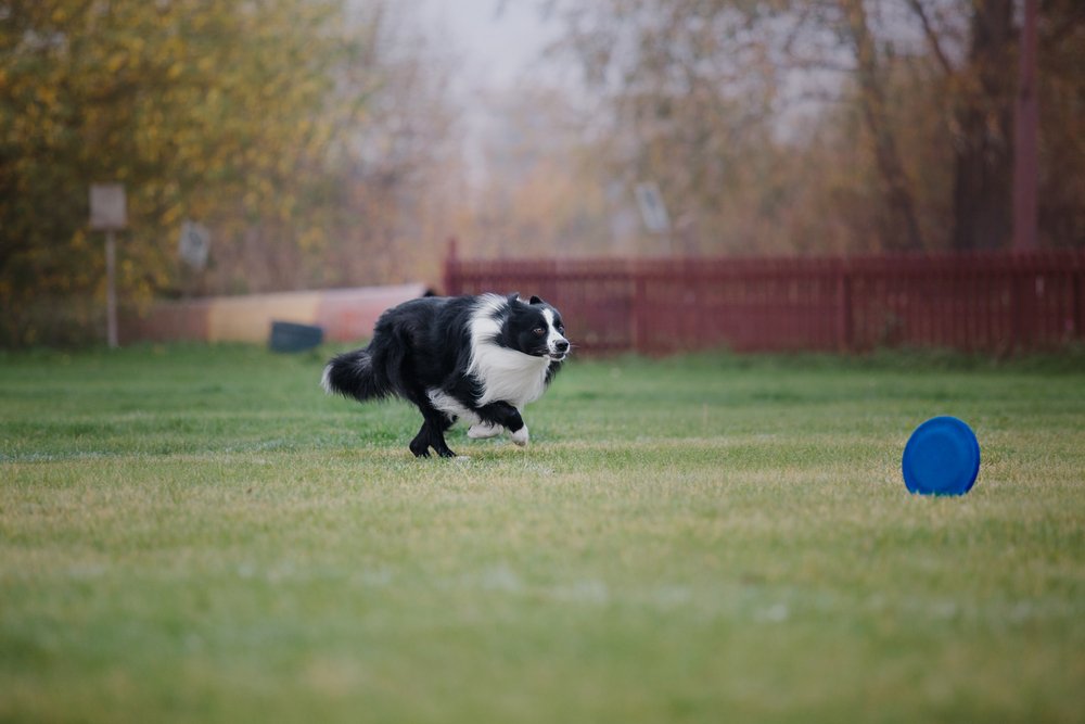 Dog frisbee. Dog catching flying disk in jump