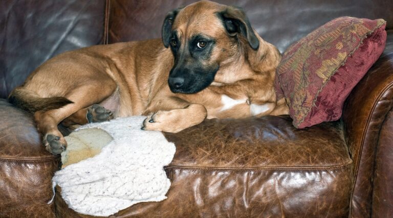 Dog looking guilty after destroying sofa