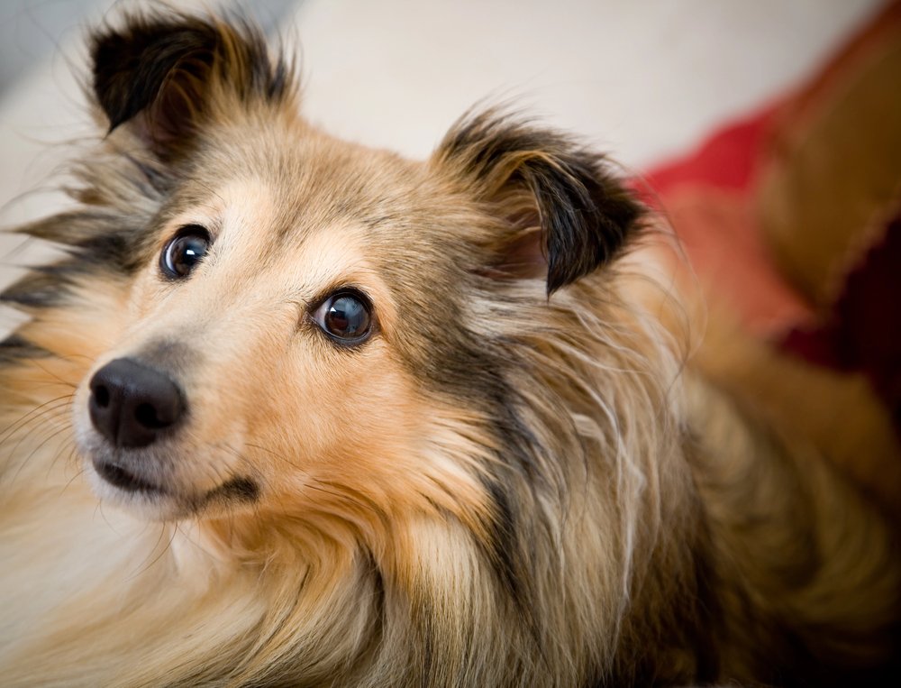 Sheltie 