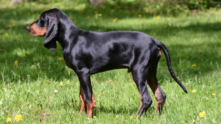 Black and tan coonhound