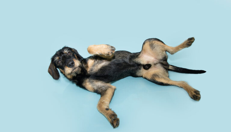 Submissive male mixed breed puppy dog lying down.