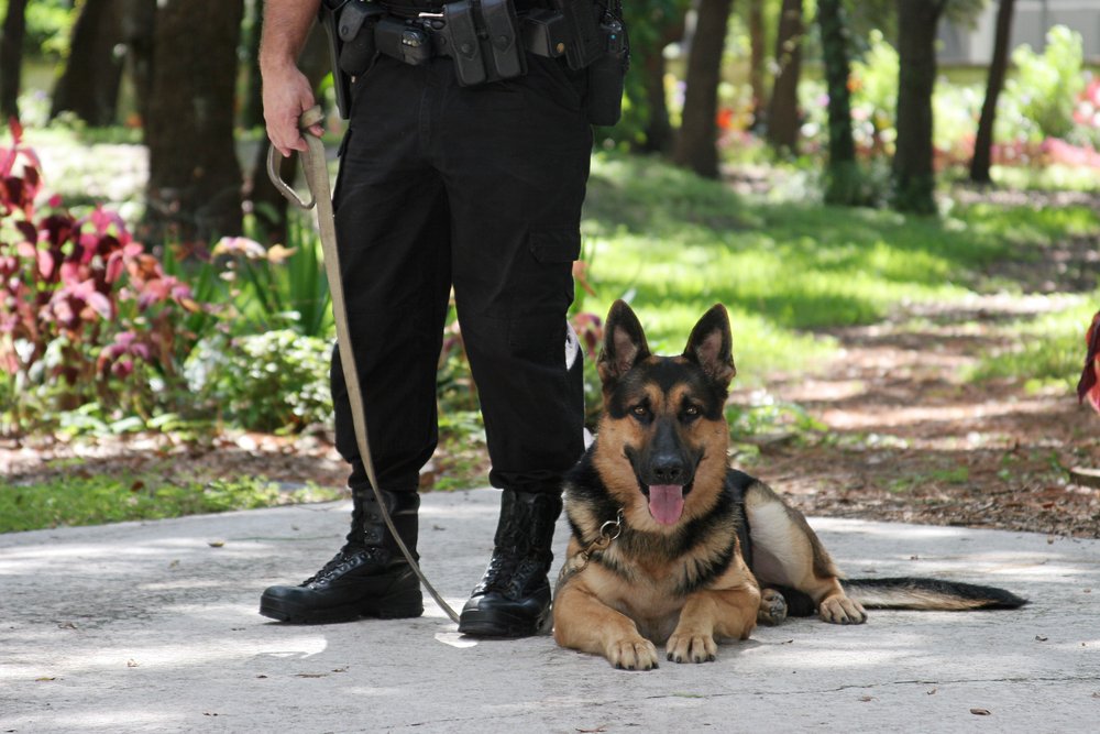 Police dog sitting.