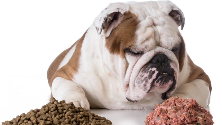 Dog choosing raw over kibble