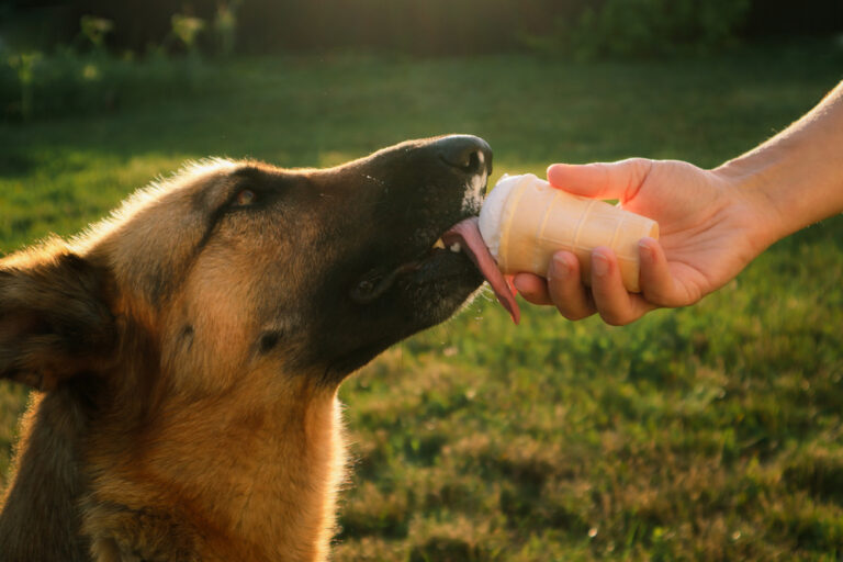German shepherd dog eats Ice-cream in a waffle horn