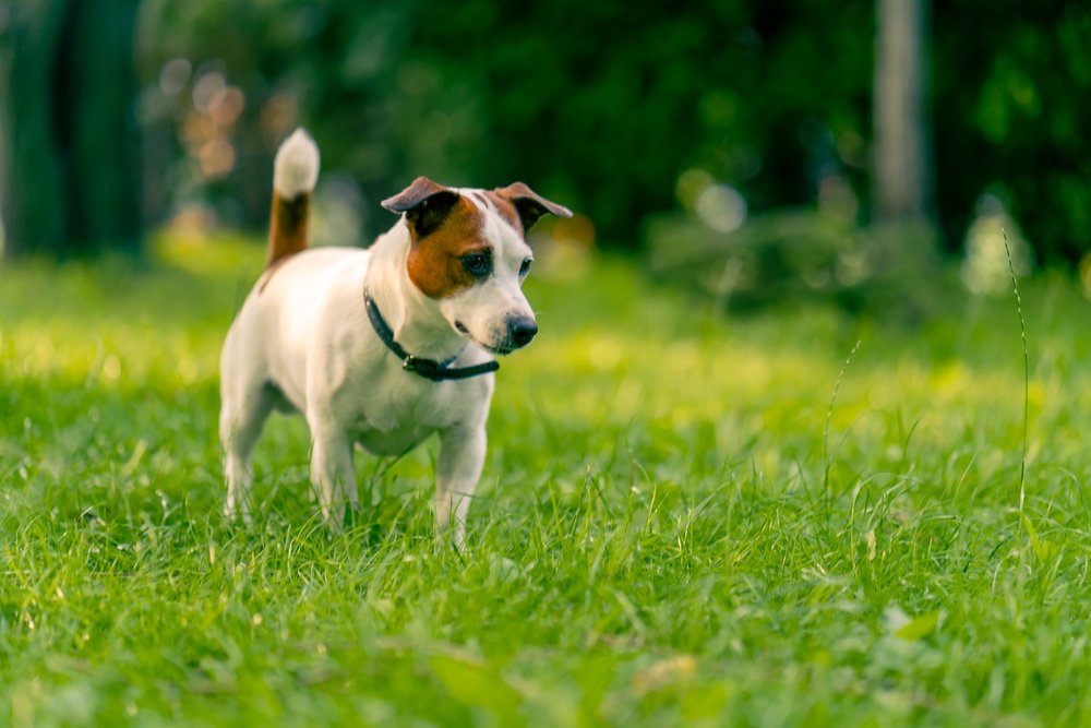 Portrait of an active playful jack russell terrier dog in a clean backyard.