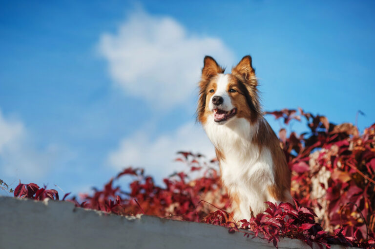 featured: border collie