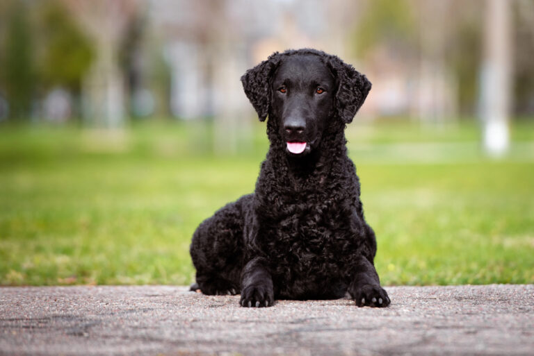 Black curly coated retriever dog outdoors