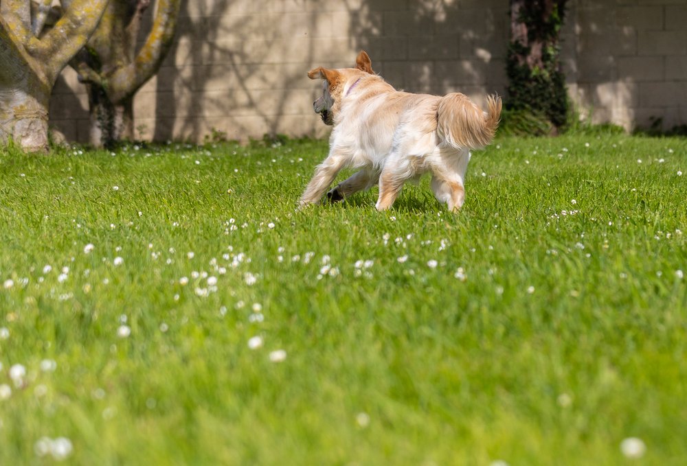 Dog running in garden