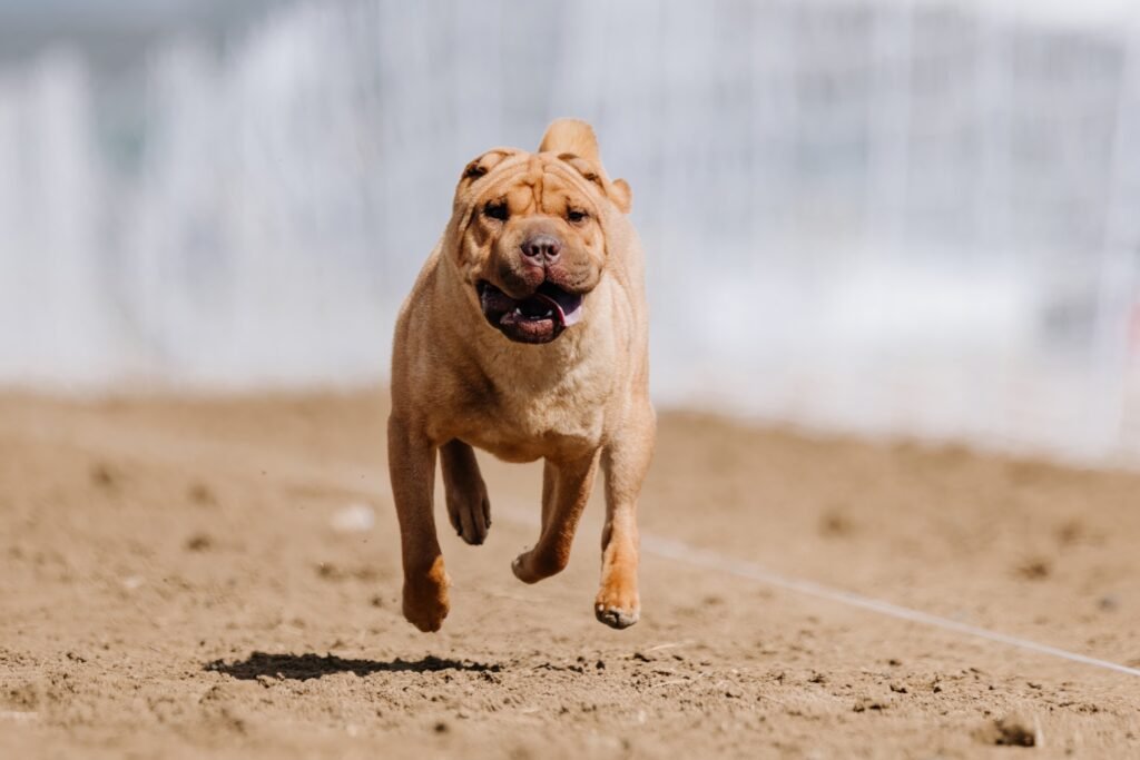 shar pei 