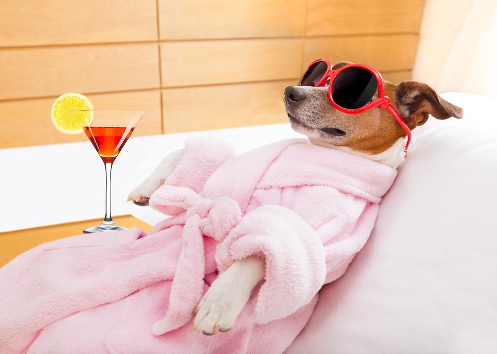 Dog enjoying a spa day.