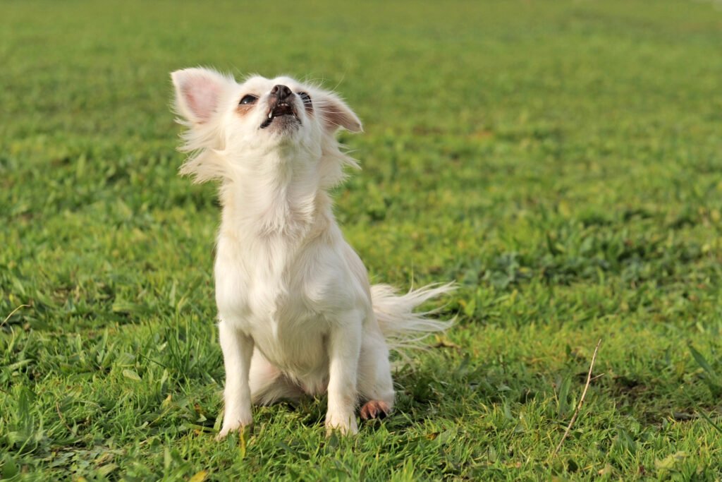 Barking Chihuahua.