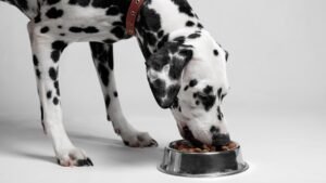 Featured image. Dalmation eating