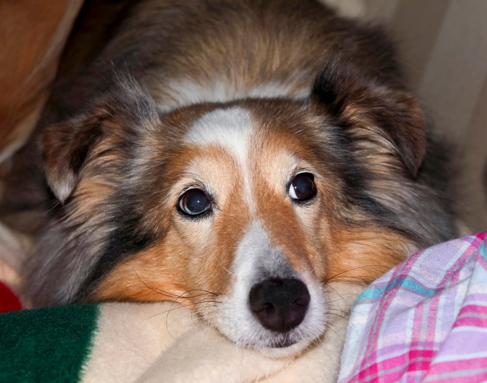 A Portrait of a Beautiful Sable Merle Sheltie