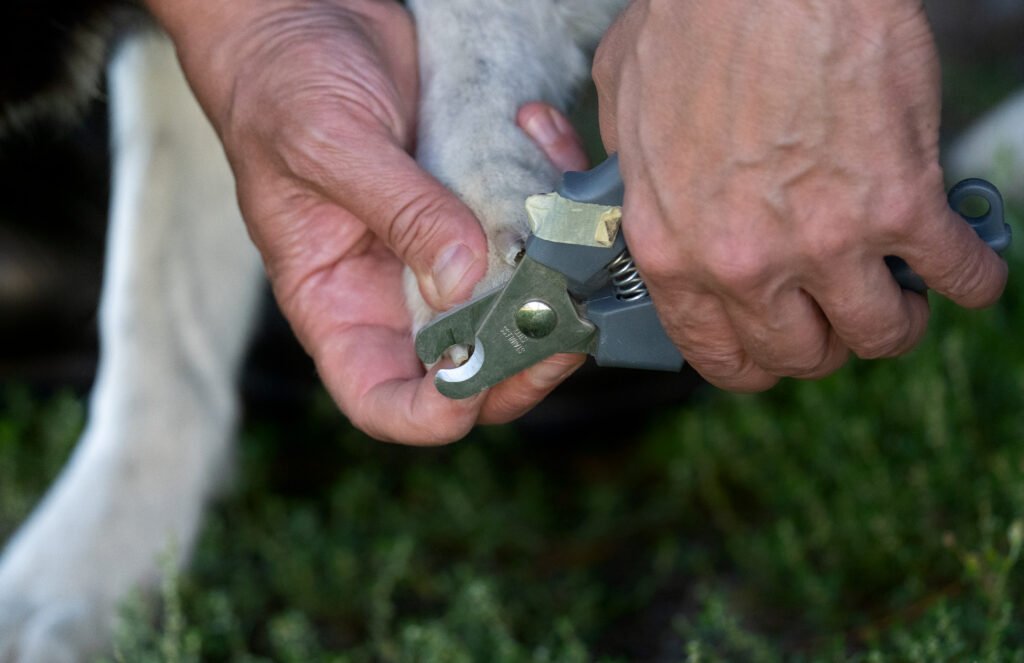 Nail dog clipper.