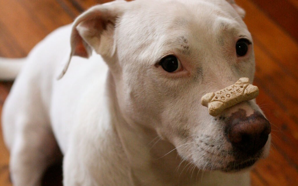 Dog with a treat on top of his nose.