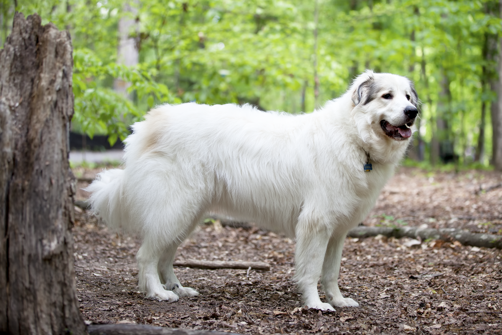 Everything You Need to Know about the Great Pyrenees
