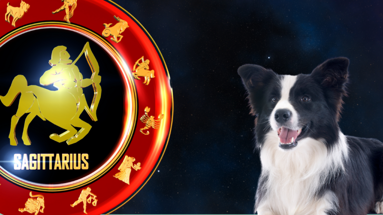 Dog breeds compatible with Sagittarius
