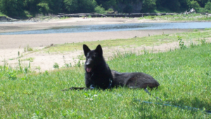 Wolf like black Native American Indian Dog