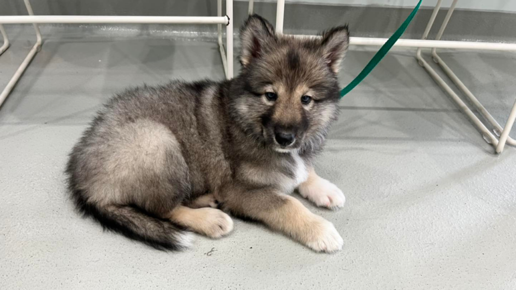 Native American Indian Puppy