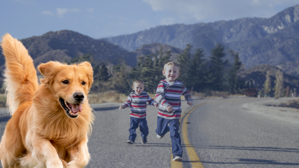 Golden retriever running