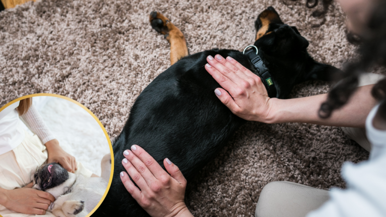Dog Massage therapy