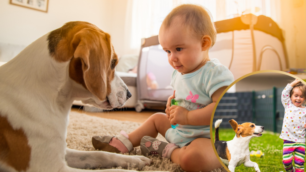 Beagle with baby