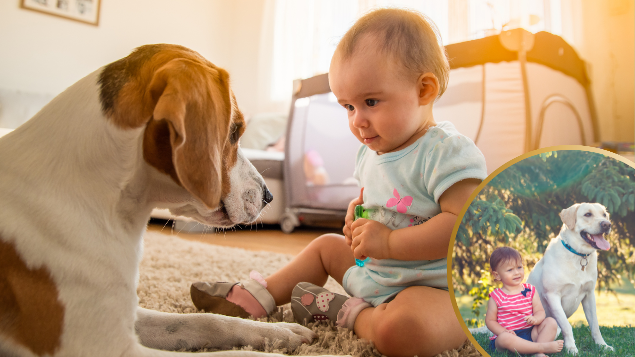 Dogs good with newborn babies