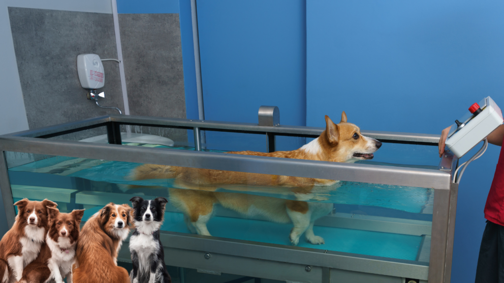 Hydrotherapy for dogs