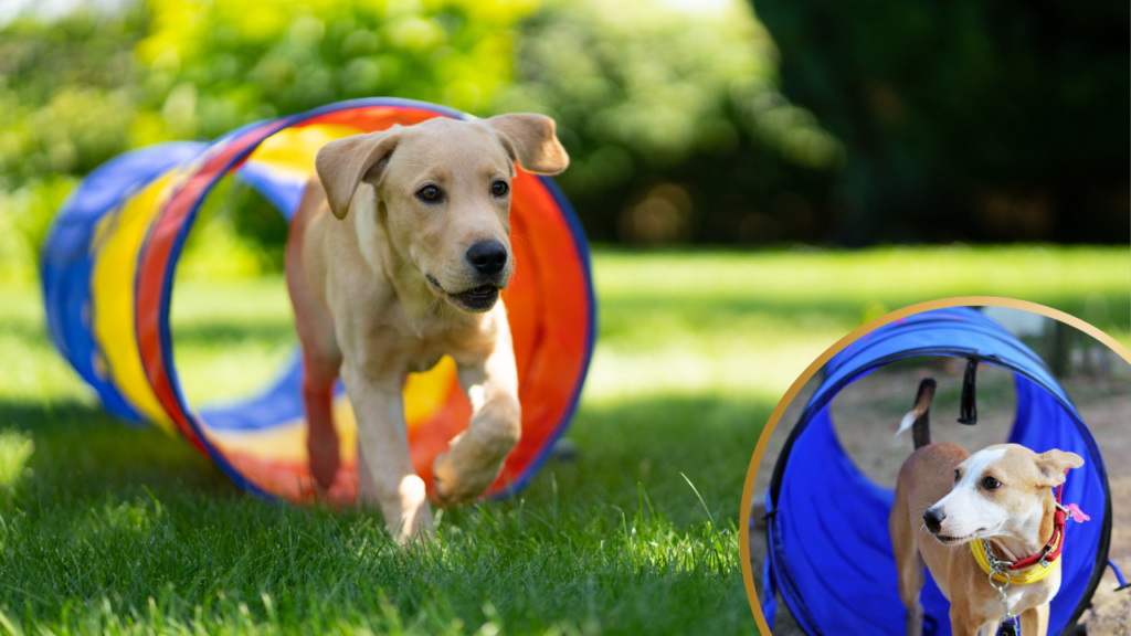 Tunnel stepover for dogs
