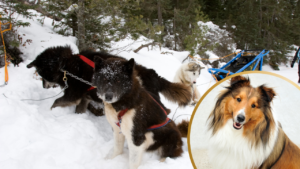 Popular dog breeds in Canada