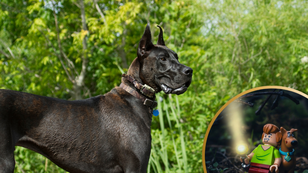 Great dane with Scooby Doo lego toy in frame