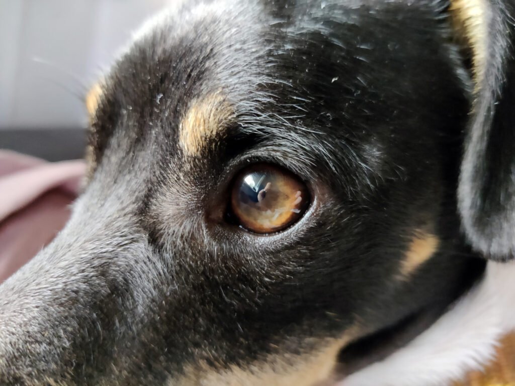 Close-up of dog's eyes.