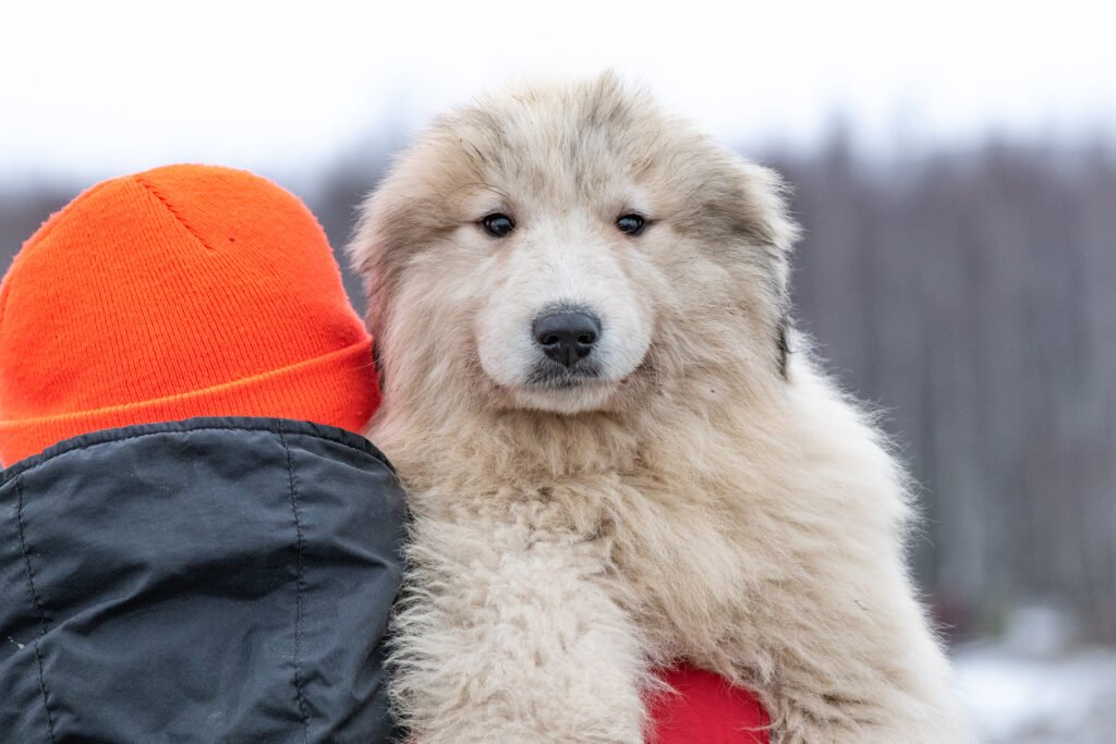 Male Pyrenean mountain dog on a man's shoulders.