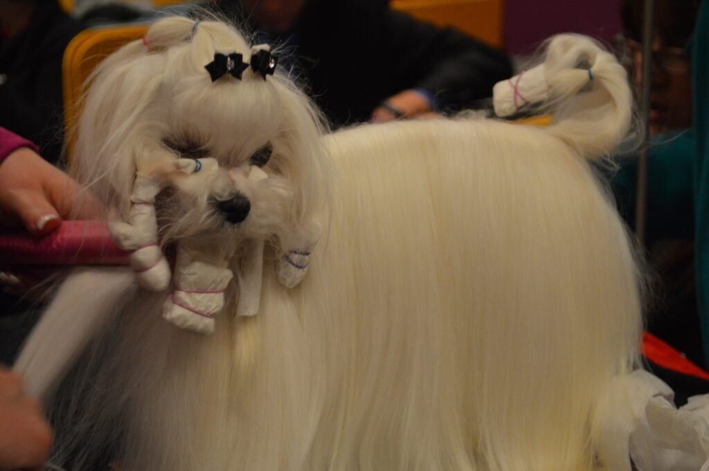 Maltese dog getting groomed.