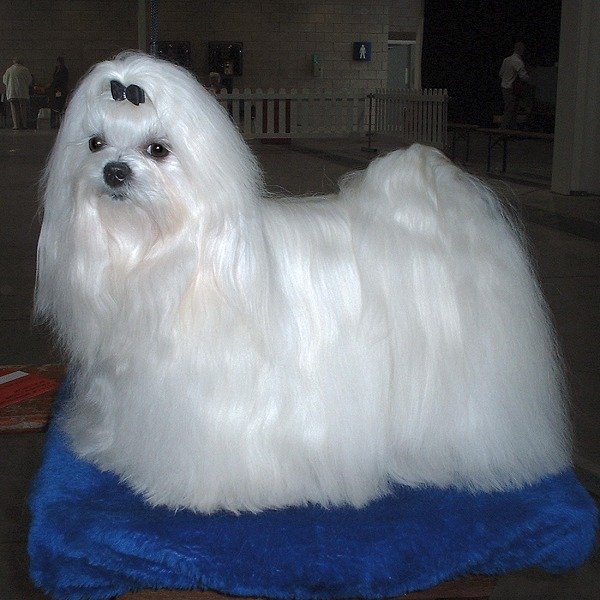 Maltese Dog.