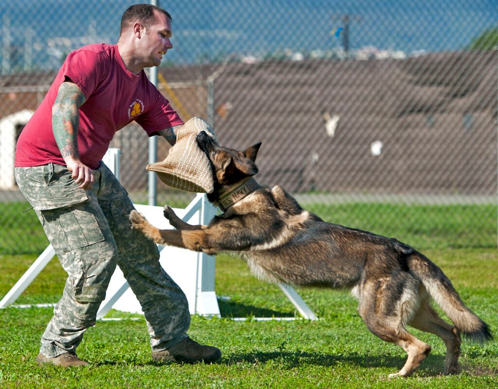 Military working dog training. 