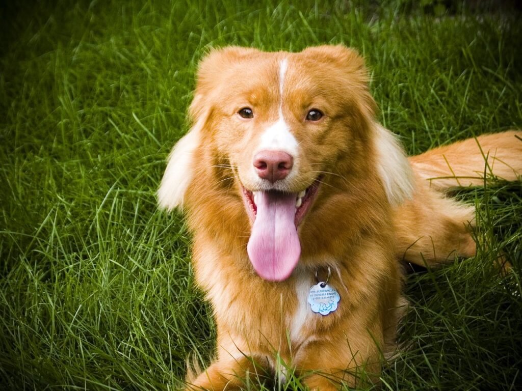 Nova Scotia Duck Tolling Retriever sitting on grass.