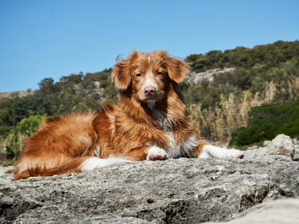 Nova Scotia Duck Tolling Retriever Female.