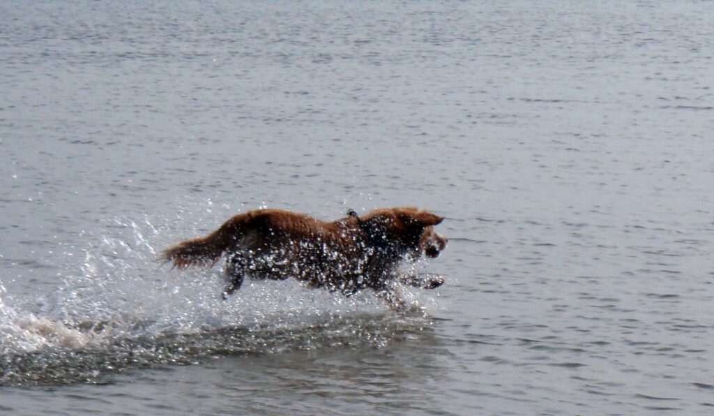Nova Scotia Duck Tolling Retriever running through the water.