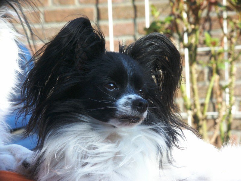 Papillon dog.