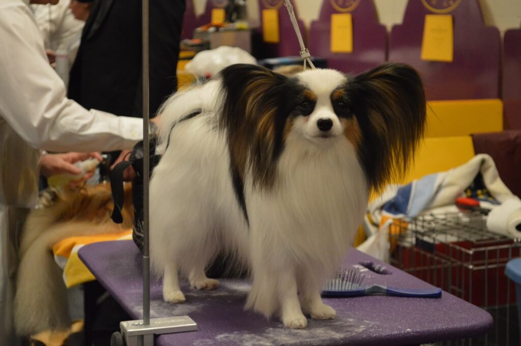Papillon.