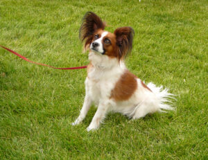 Papillon.
