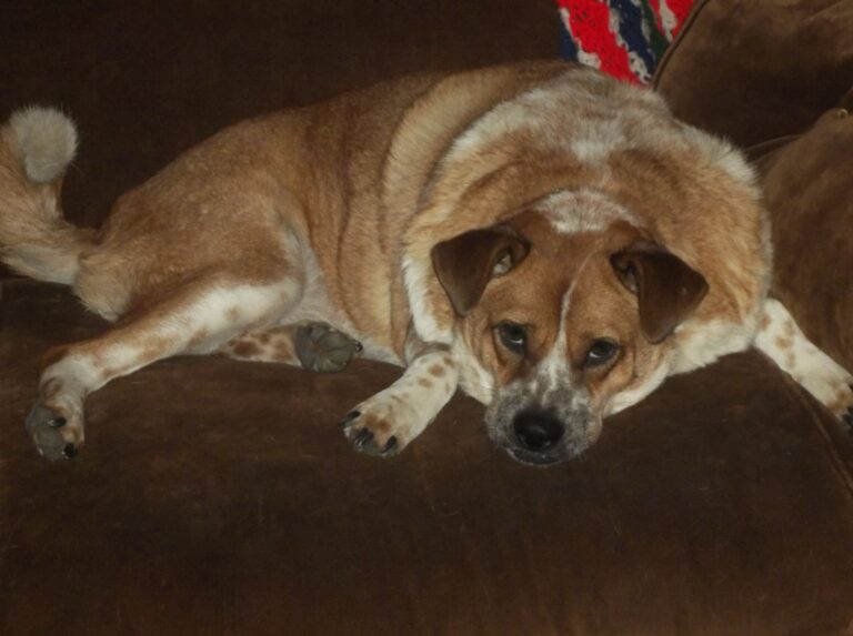 Obese dog.