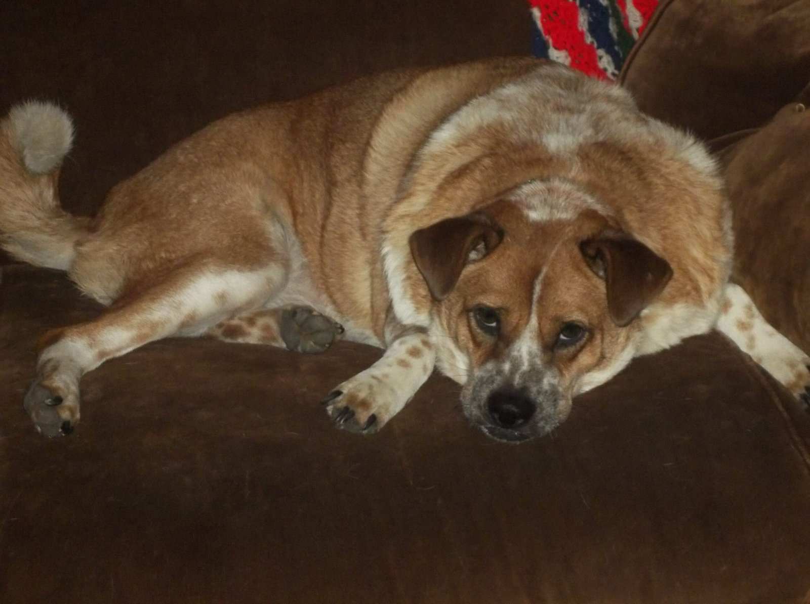 5 Common Mistakes Dog Owners Make That Lead to Obesity—and How to Fix Them