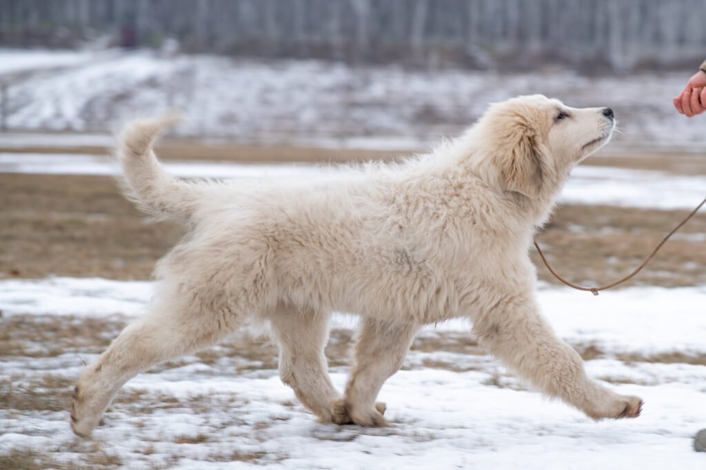 Pyrenean mountain dog walking over the mountain region.