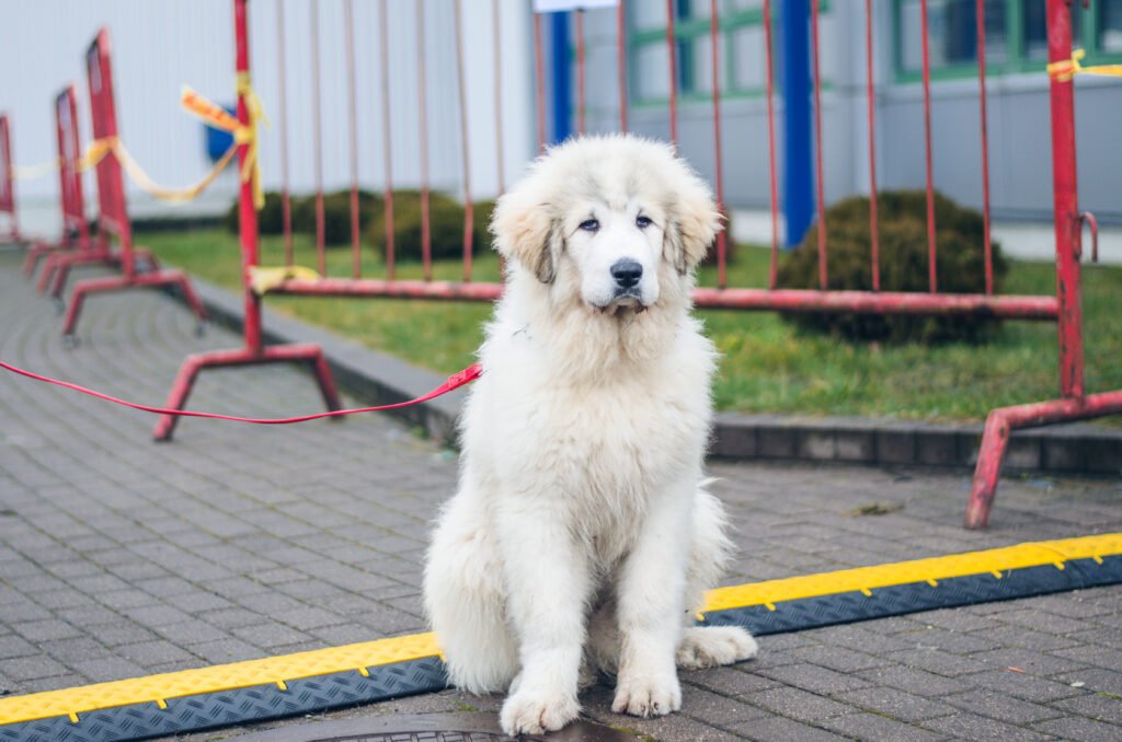 Puppy of a Pyrenean mountain dog.