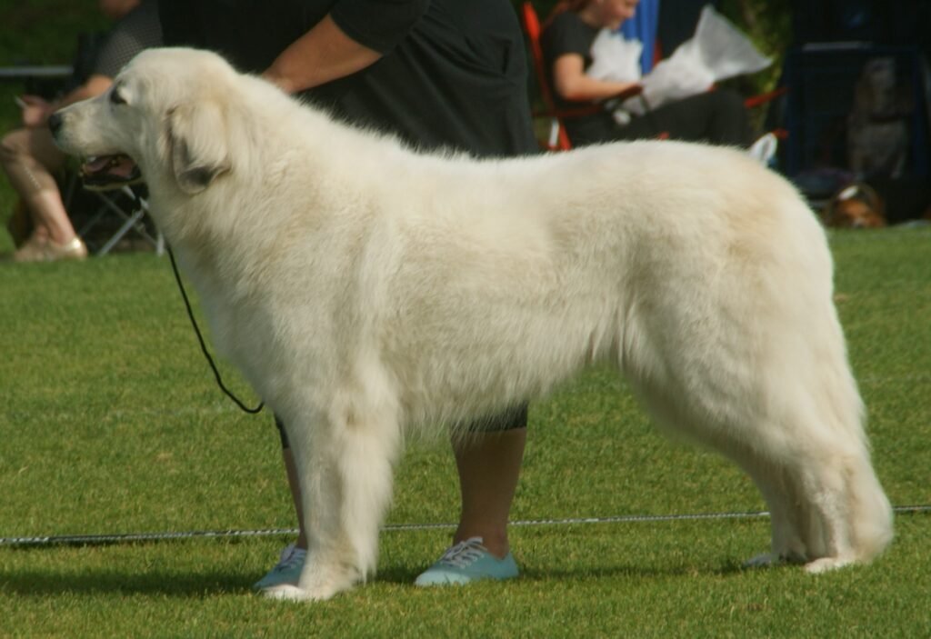Pyrenean mountain dog.