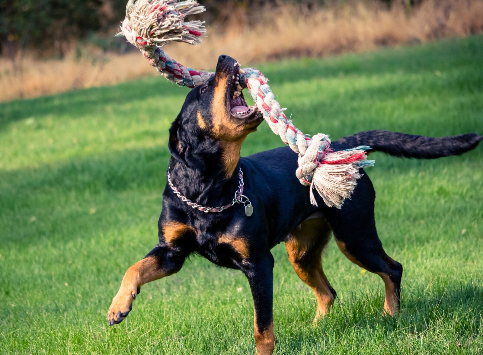 Rottweiler dog playing.