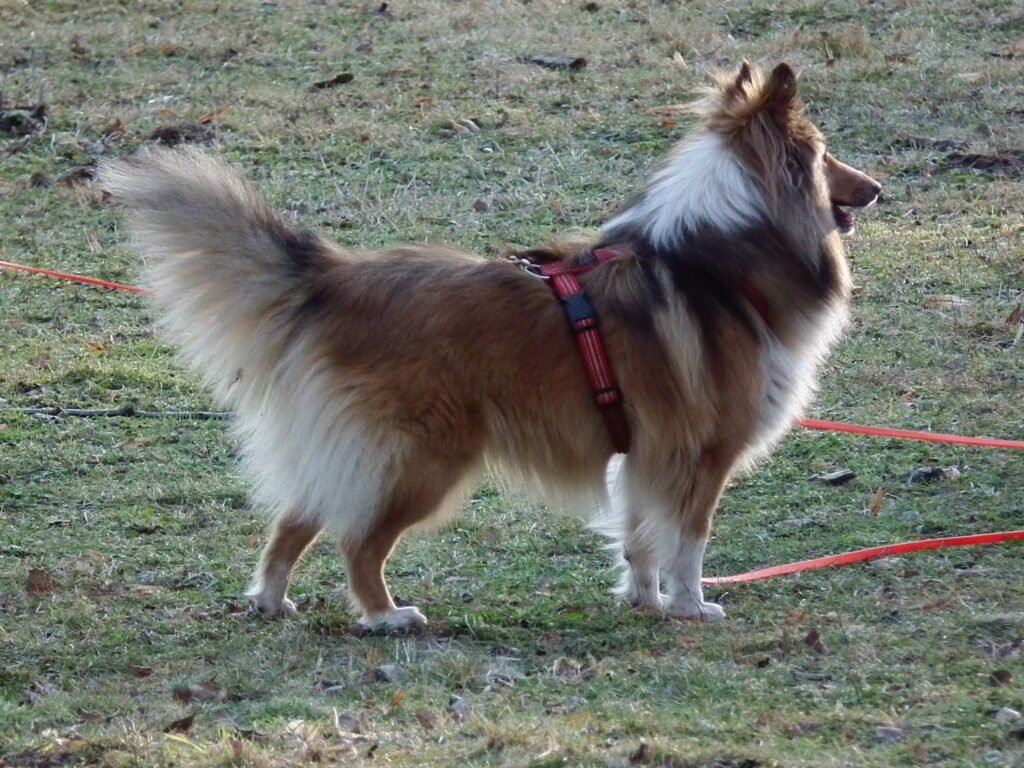 Shetland sheepdog. 